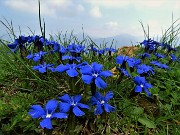 85 Genzianelle di primavera (Gentiana verna)